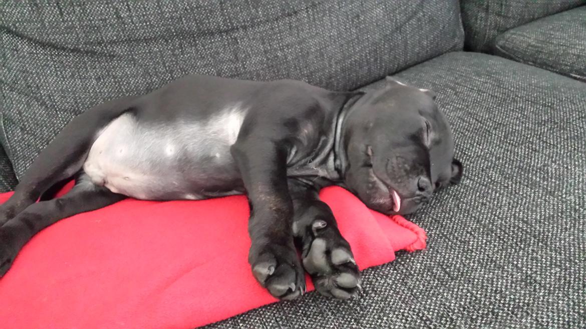 Staffordshire bull terrier Guinness billede 4