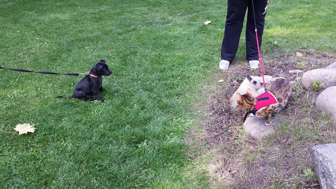 Staffordshire bull terrier Guinness billede 5