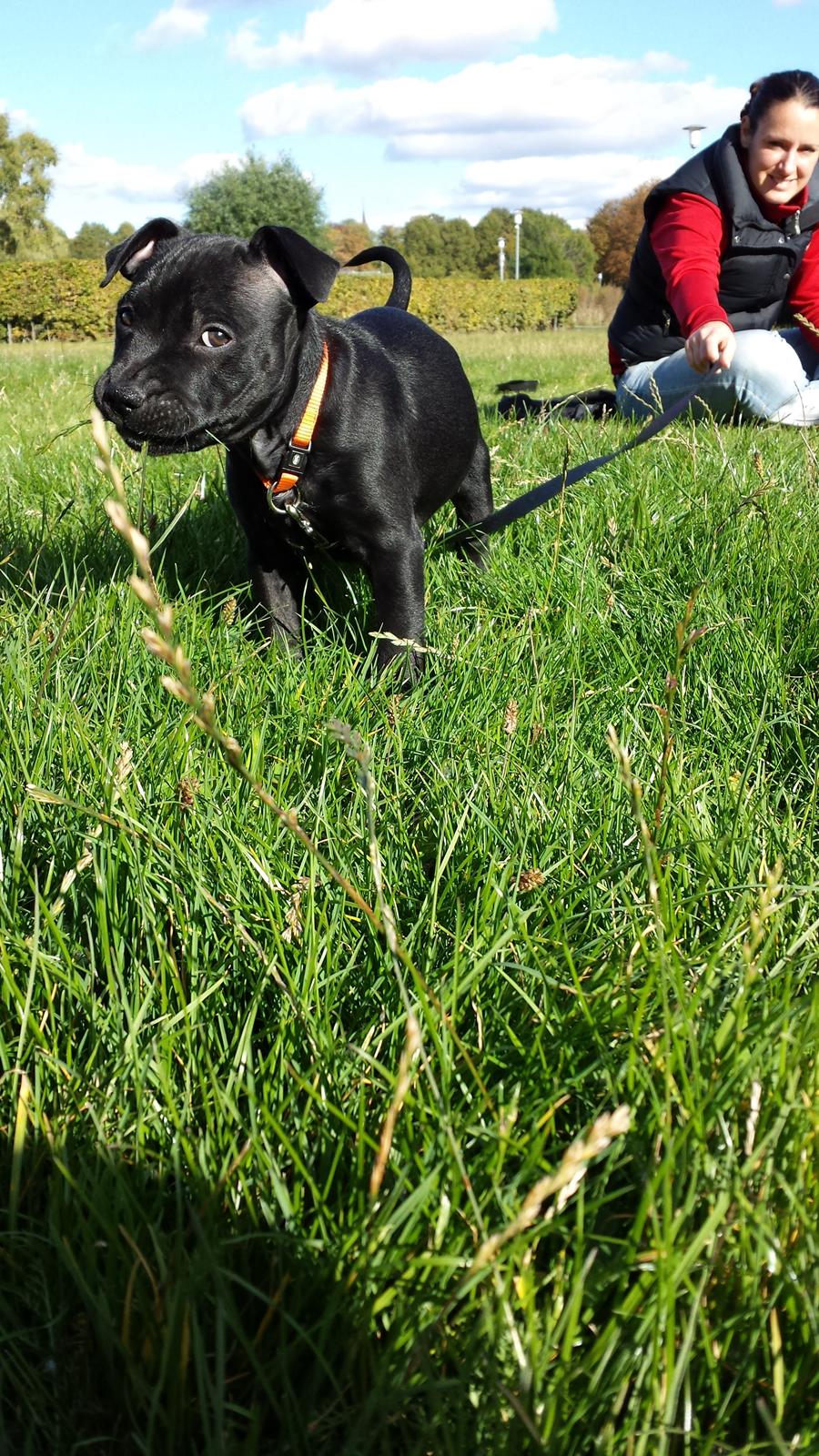 Staffordshire bull terrier Guinness billede 6