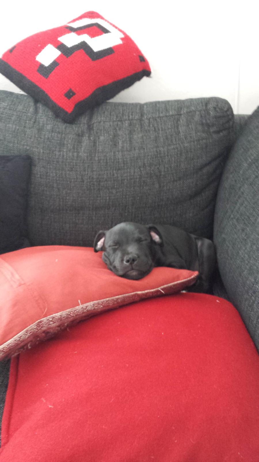 Staffordshire bull terrier Guinness billede 7