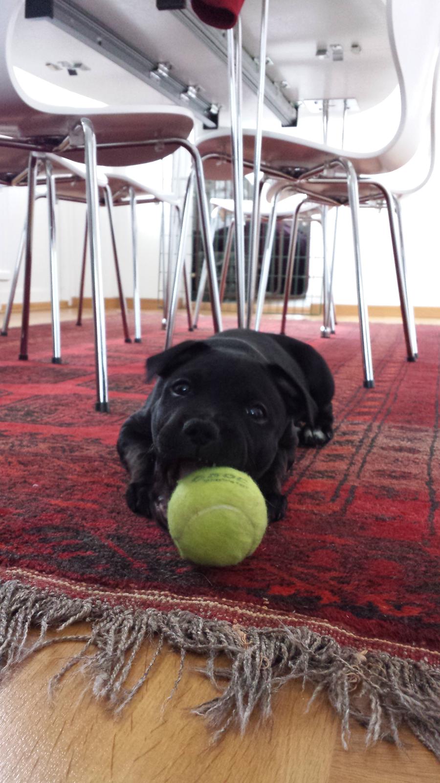 Staffordshire bull terrier Guinness billede 8