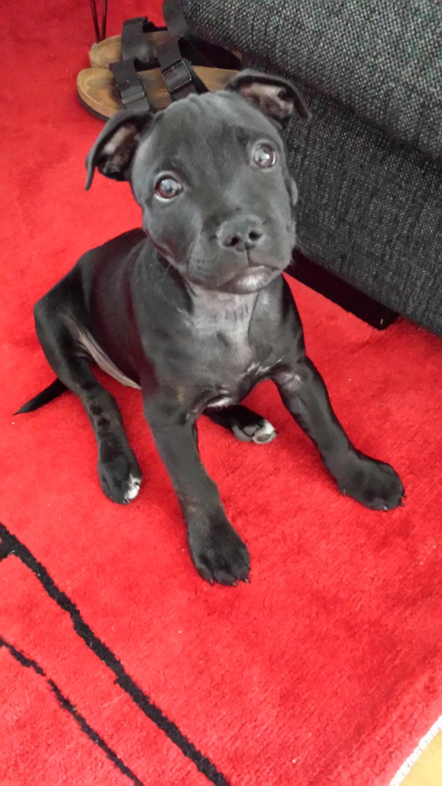 Staffordshire bull terrier Guinness billede 9