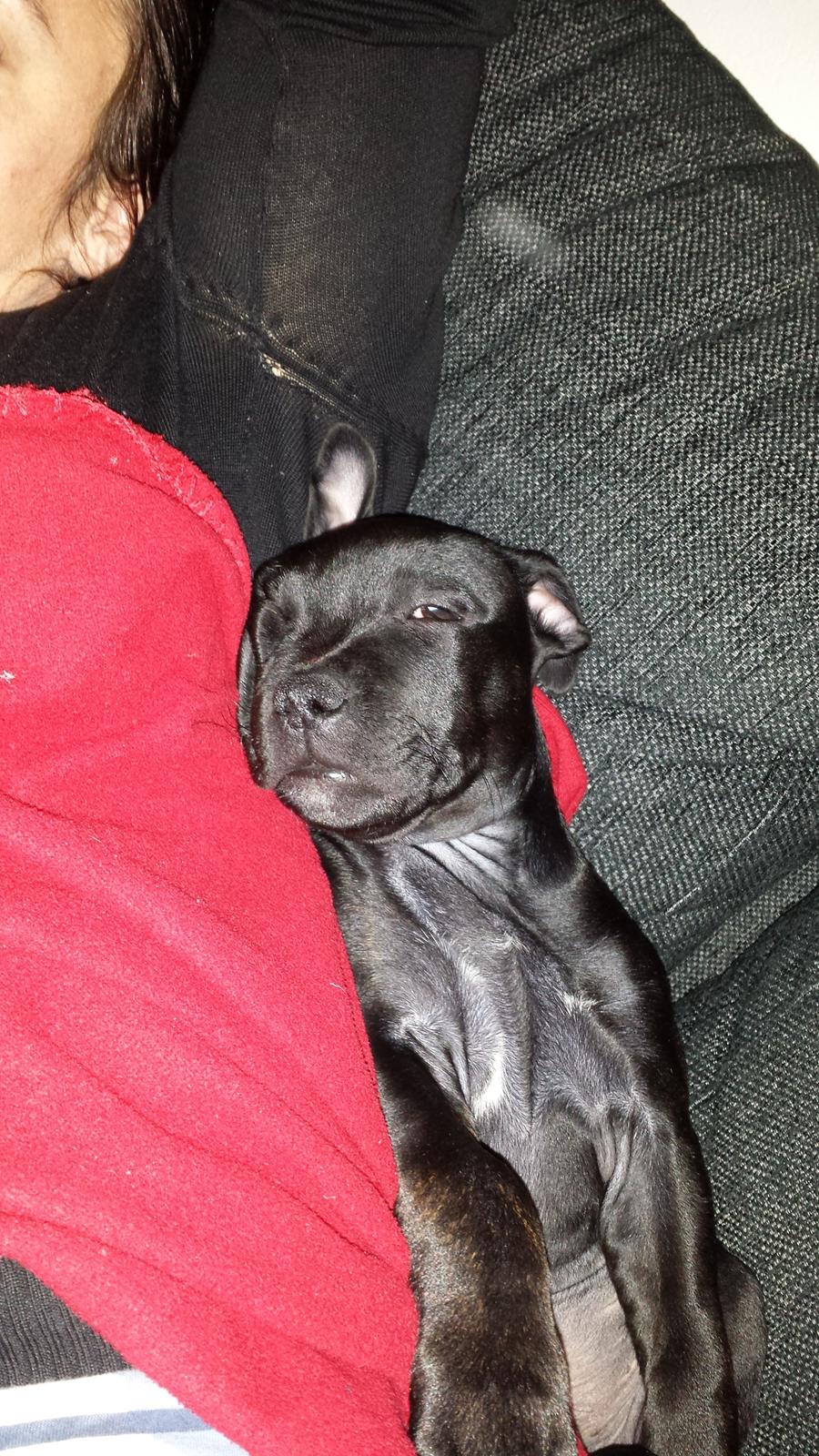 Staffordshire bull terrier Guinness billede 10