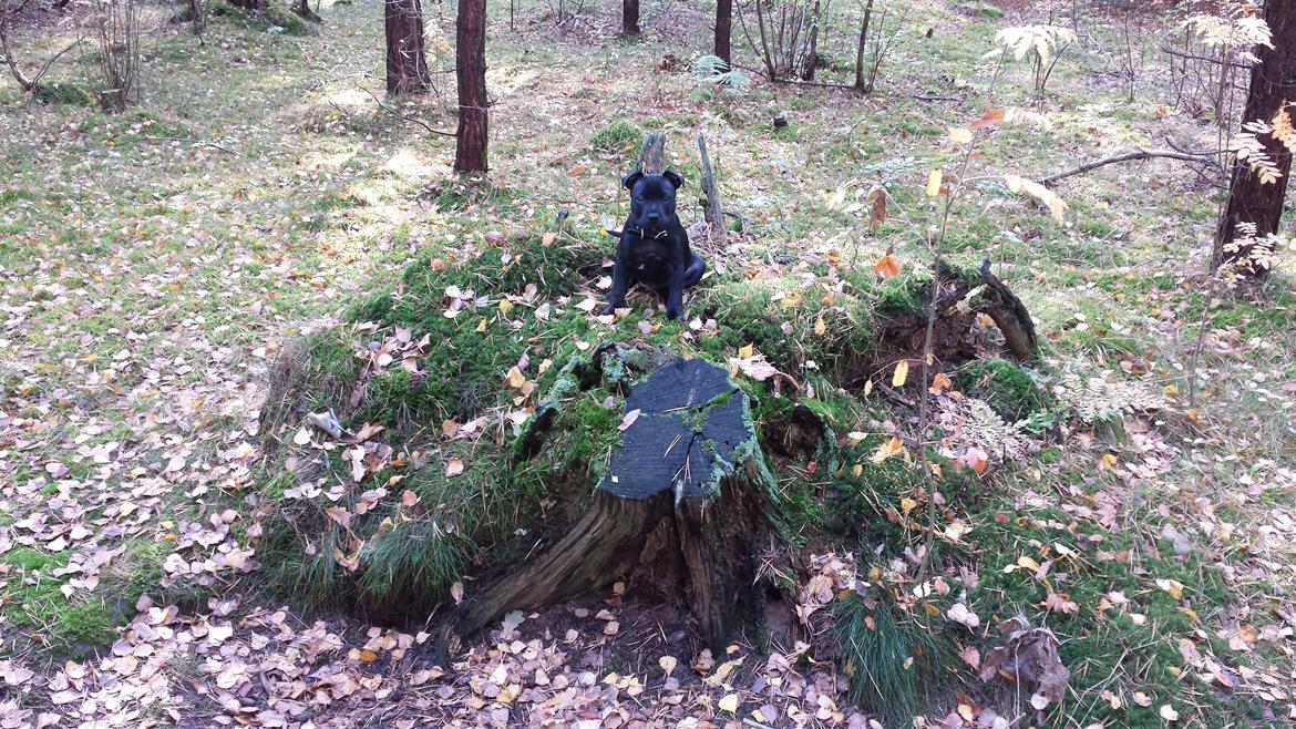 Staffordshire bull terrier Guinness billede 12