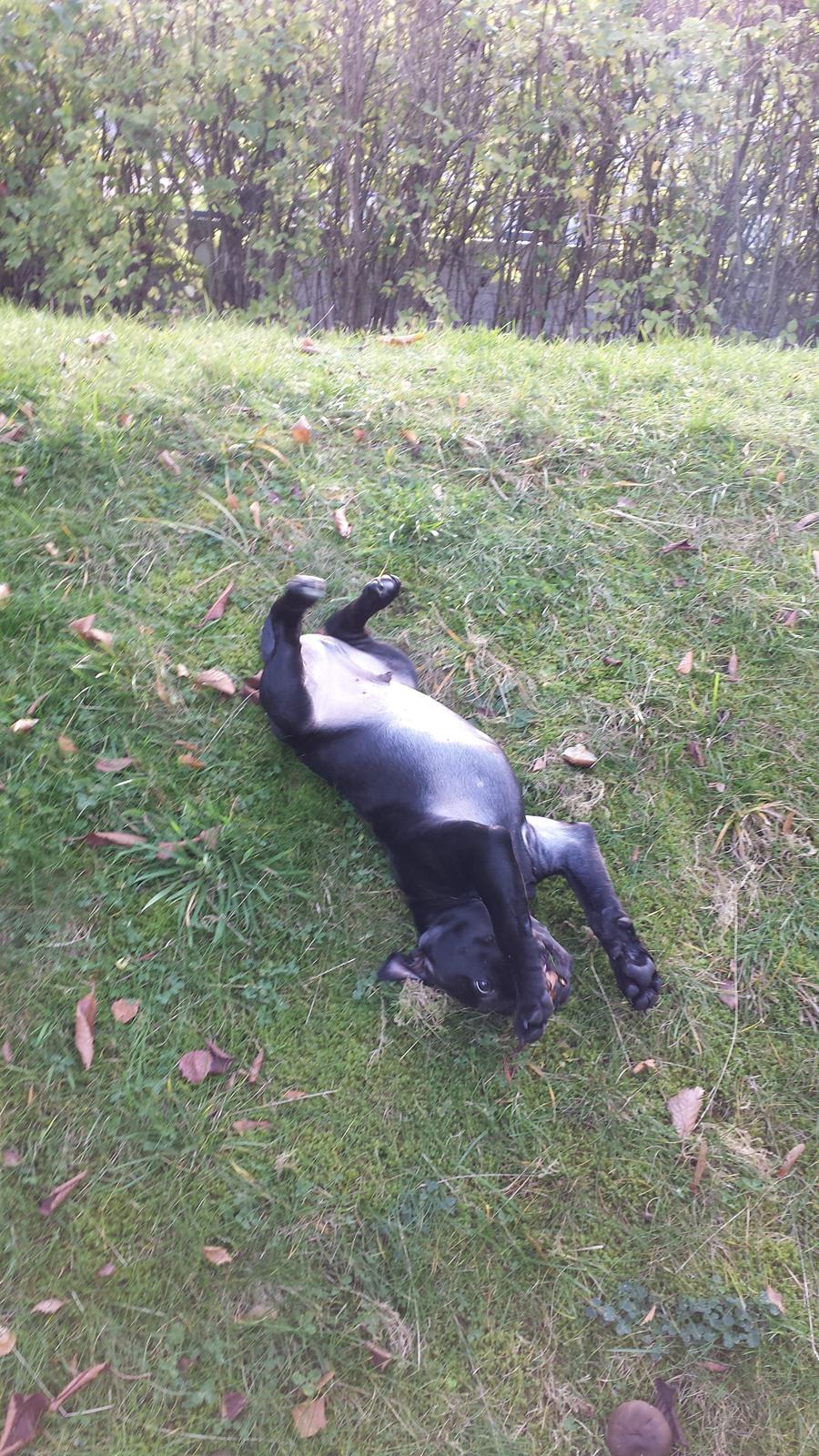 Staffordshire bull terrier Guinness billede 13