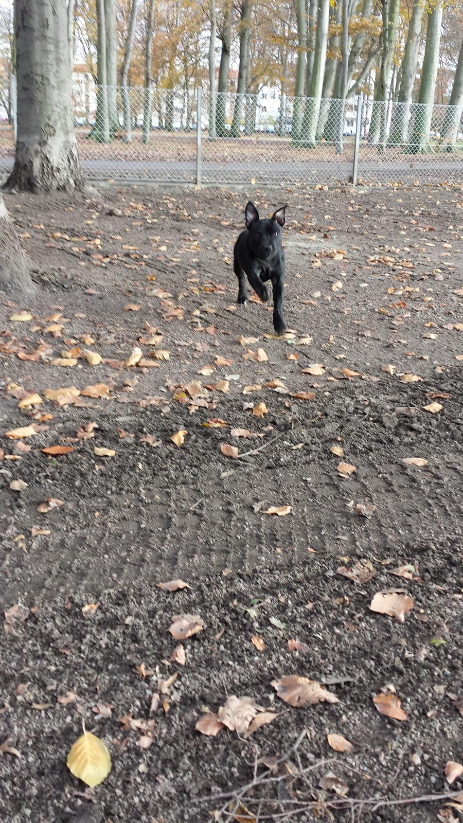 Staffordshire bull terrier Guinness billede 14