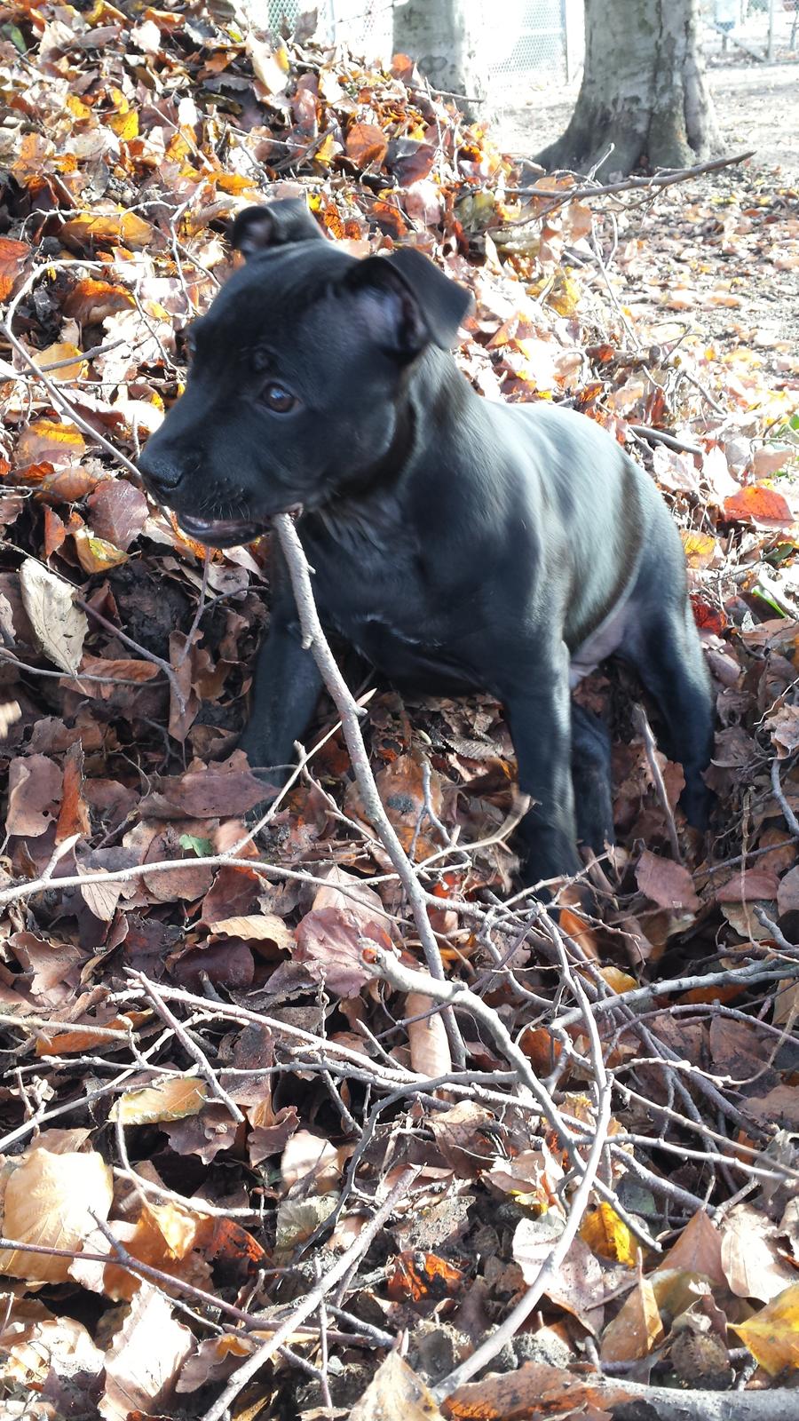 Staffordshire bull terrier Guinness billede 15