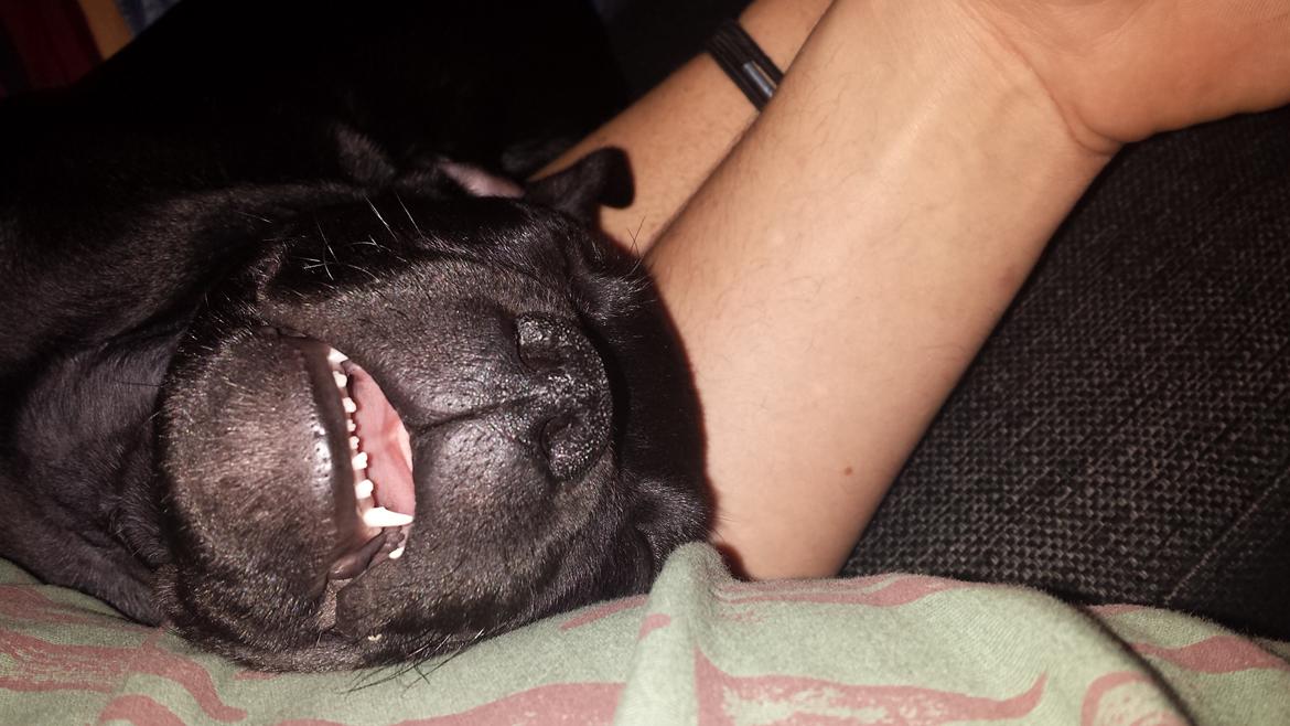 Staffordshire bull terrier Guinness billede 11