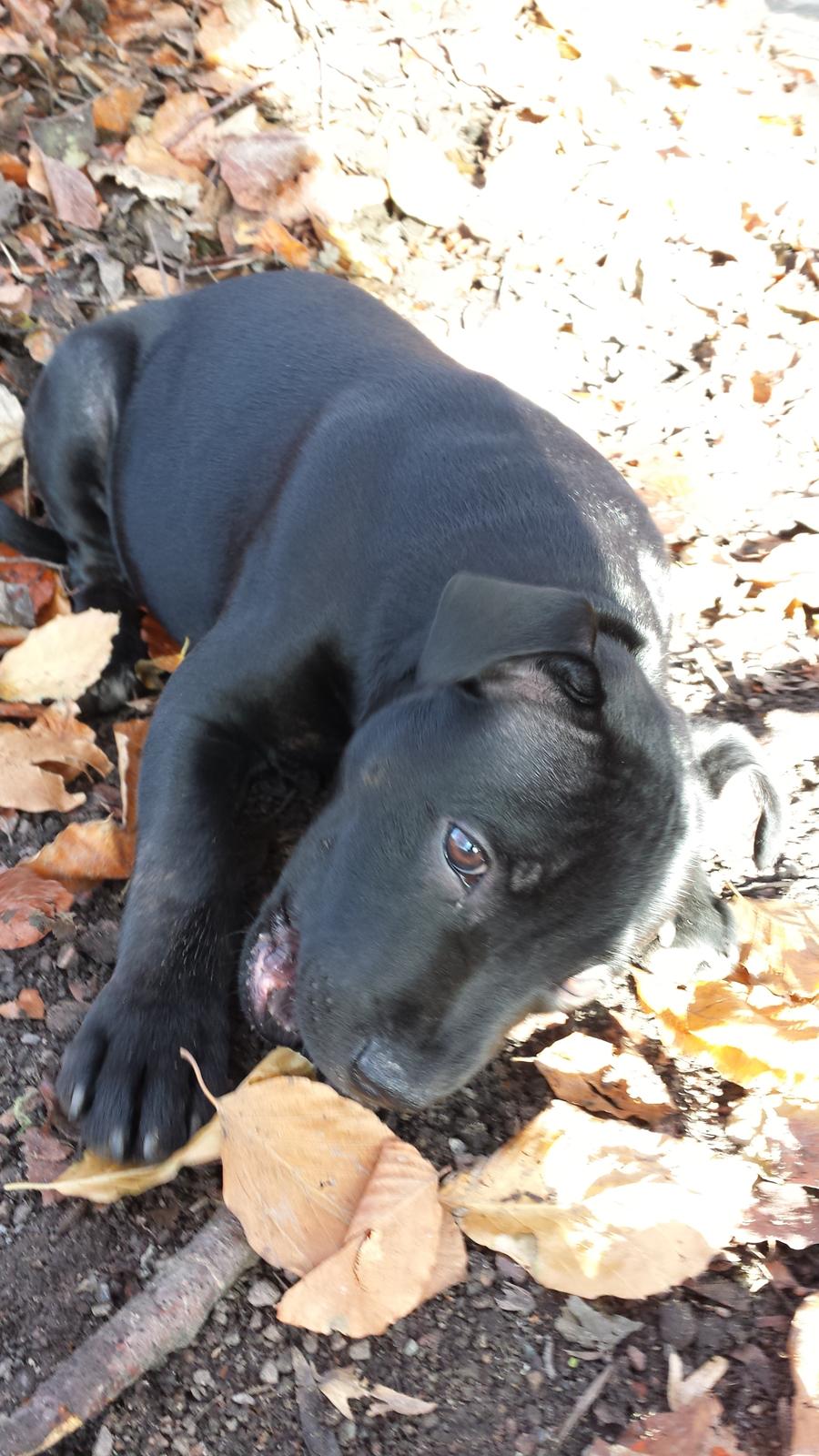 Staffordshire bull terrier Guinness billede 16