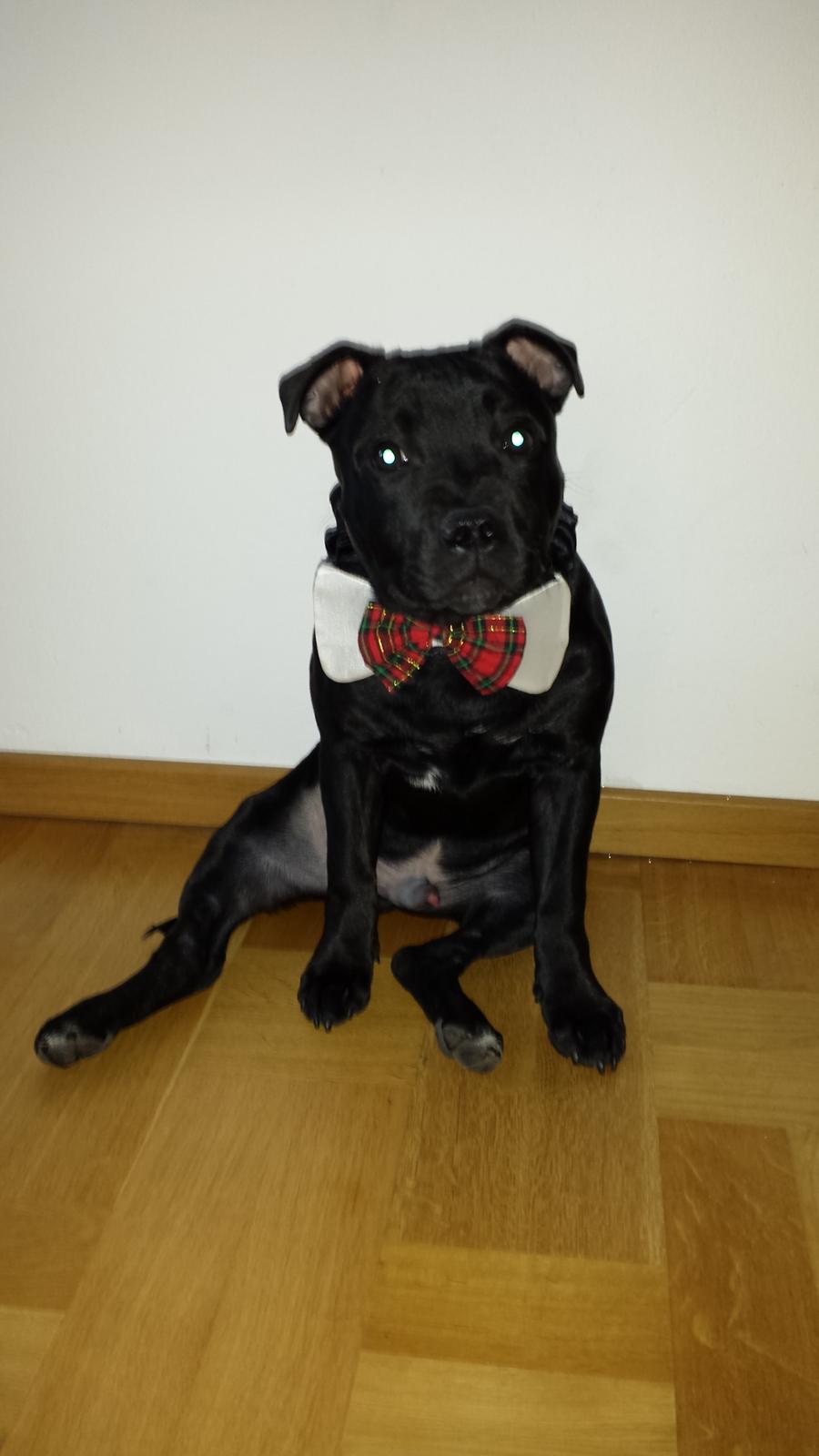 Staffordshire bull terrier Guinness billede 17