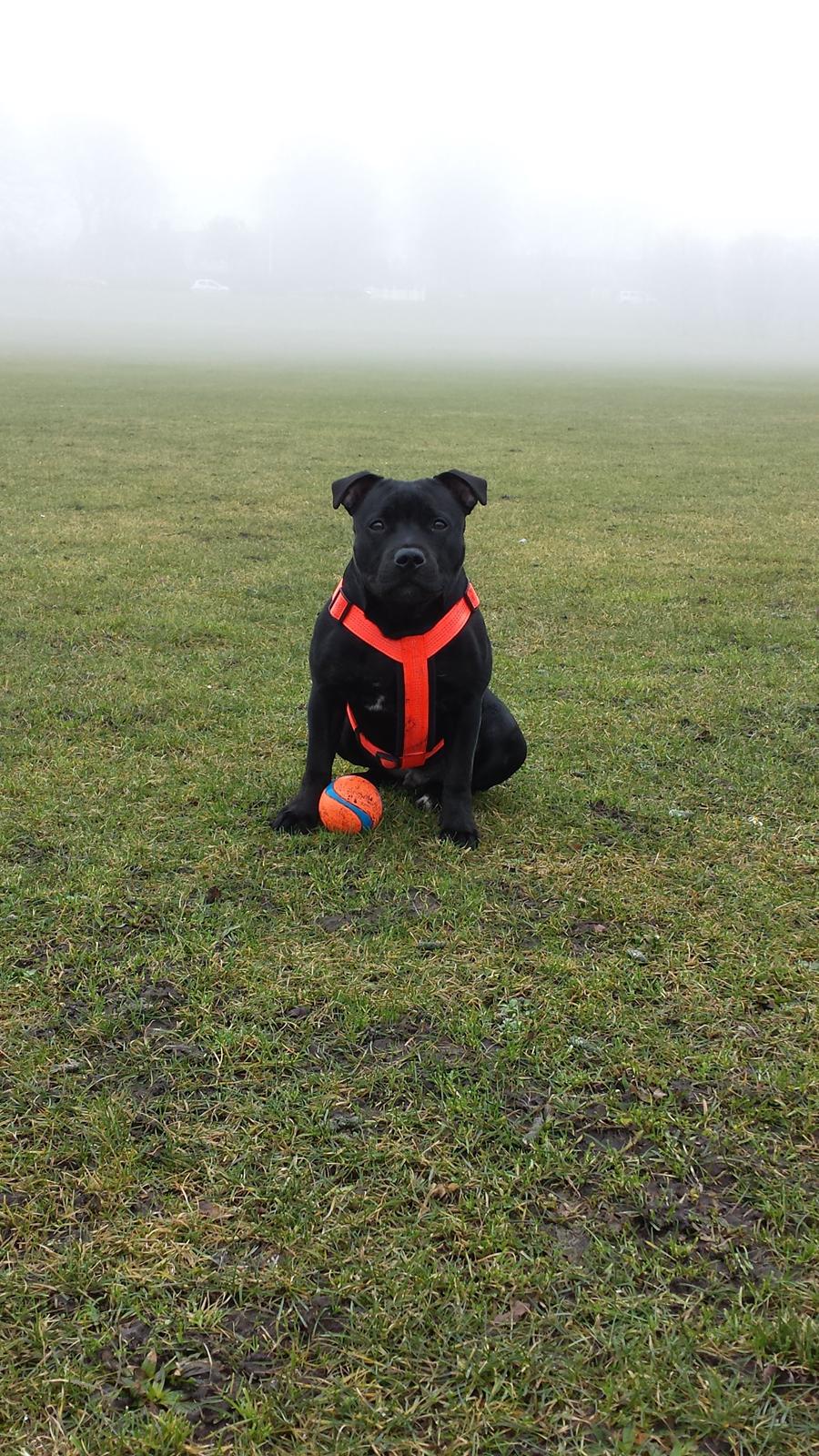 Staffordshire bull terrier Guinness billede 19