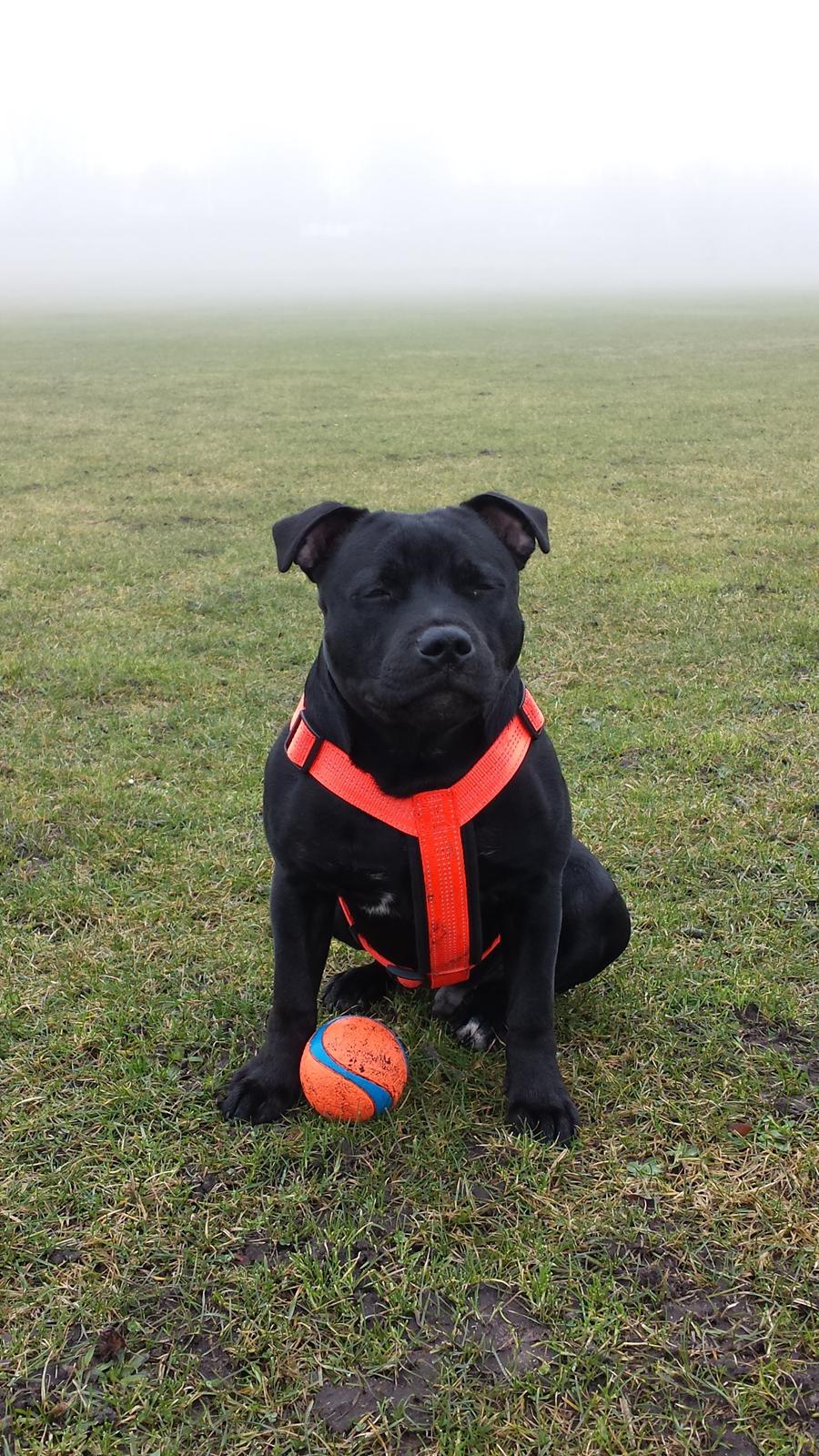 Staffordshire bull terrier Guinness billede 20