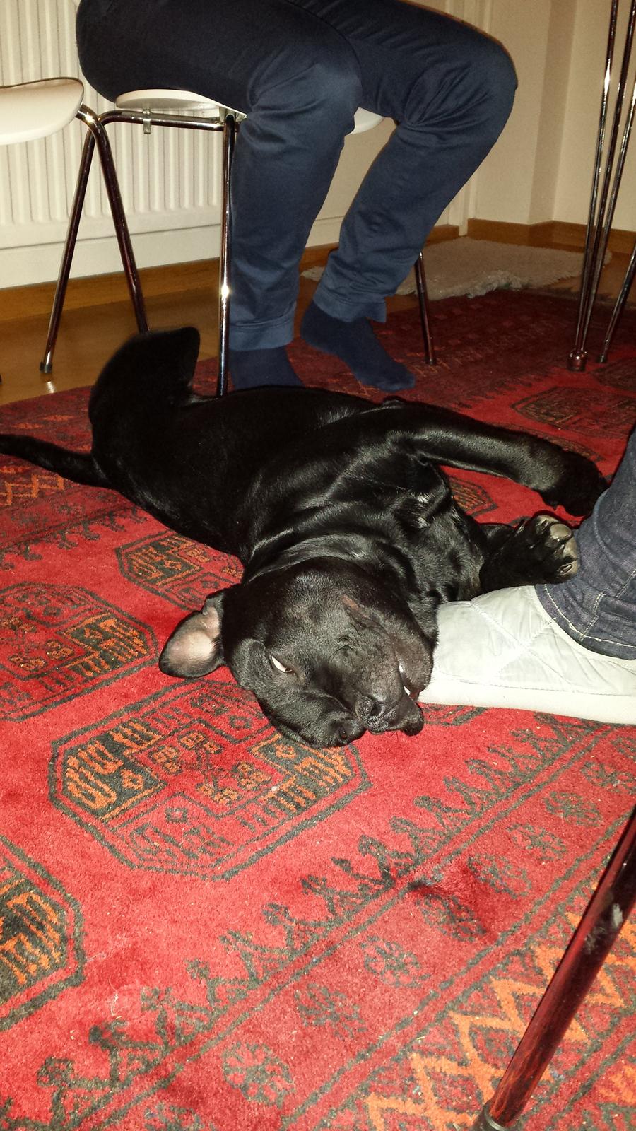 Staffordshire bull terrier Guinness billede 21