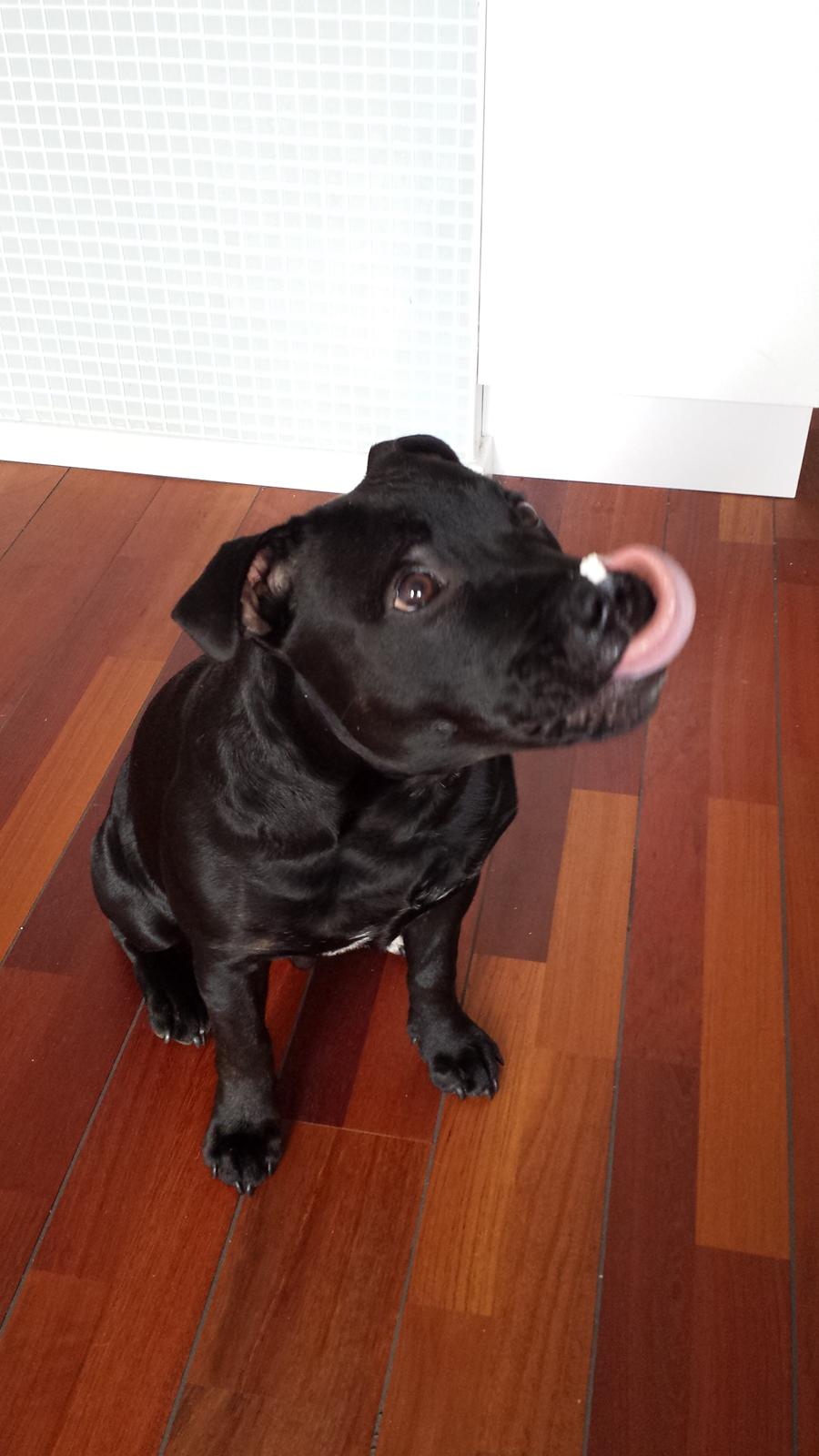 Staffordshire bull terrier Guinness billede 22