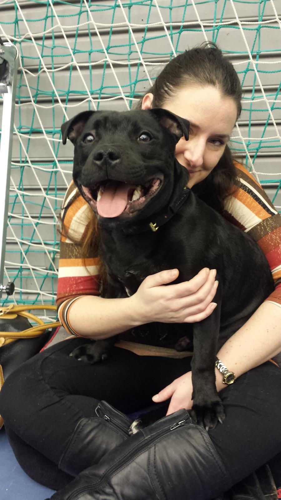 Staffordshire bull terrier Guinness billede 23