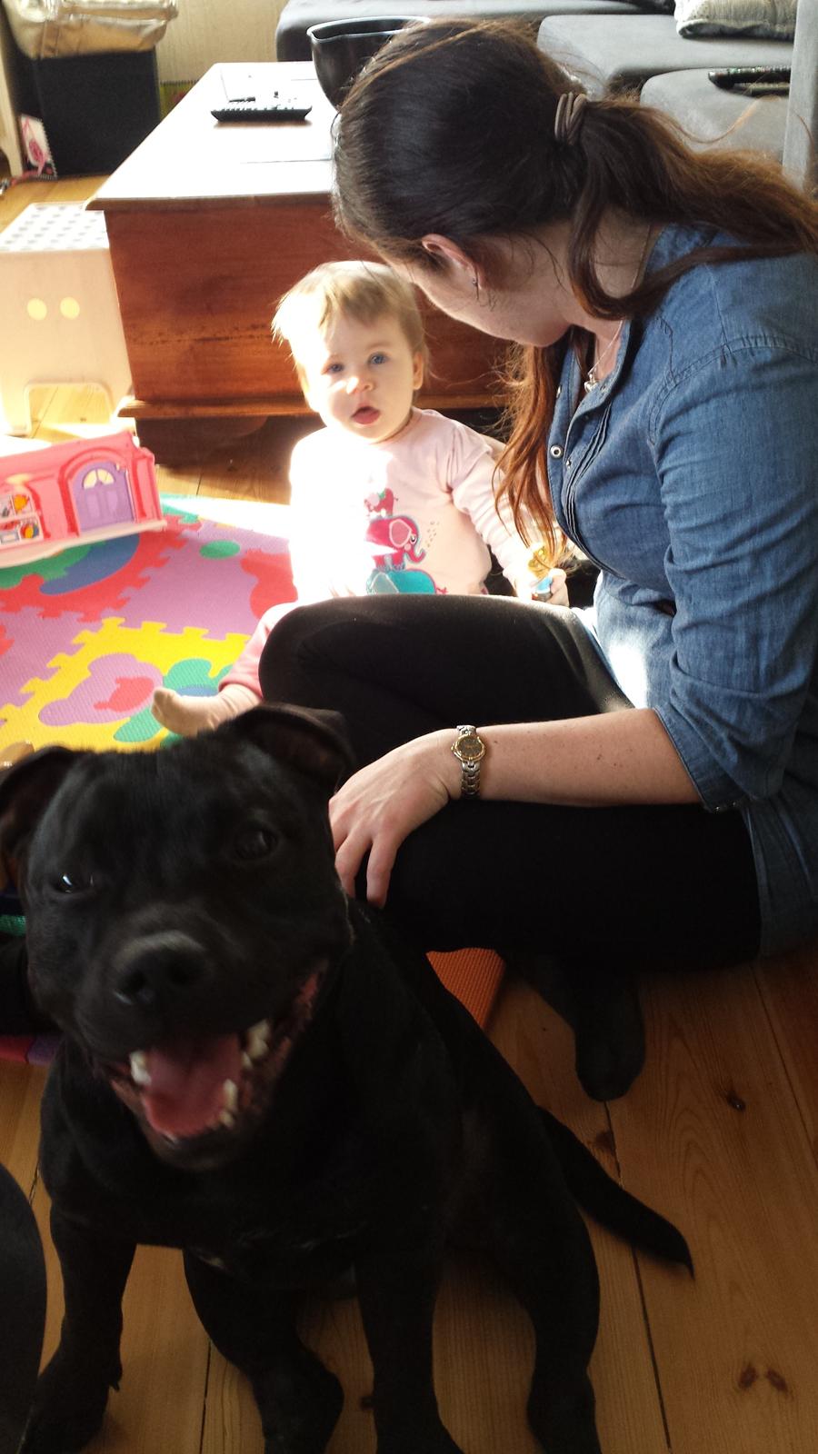 Staffordshire bull terrier Guinness billede 24