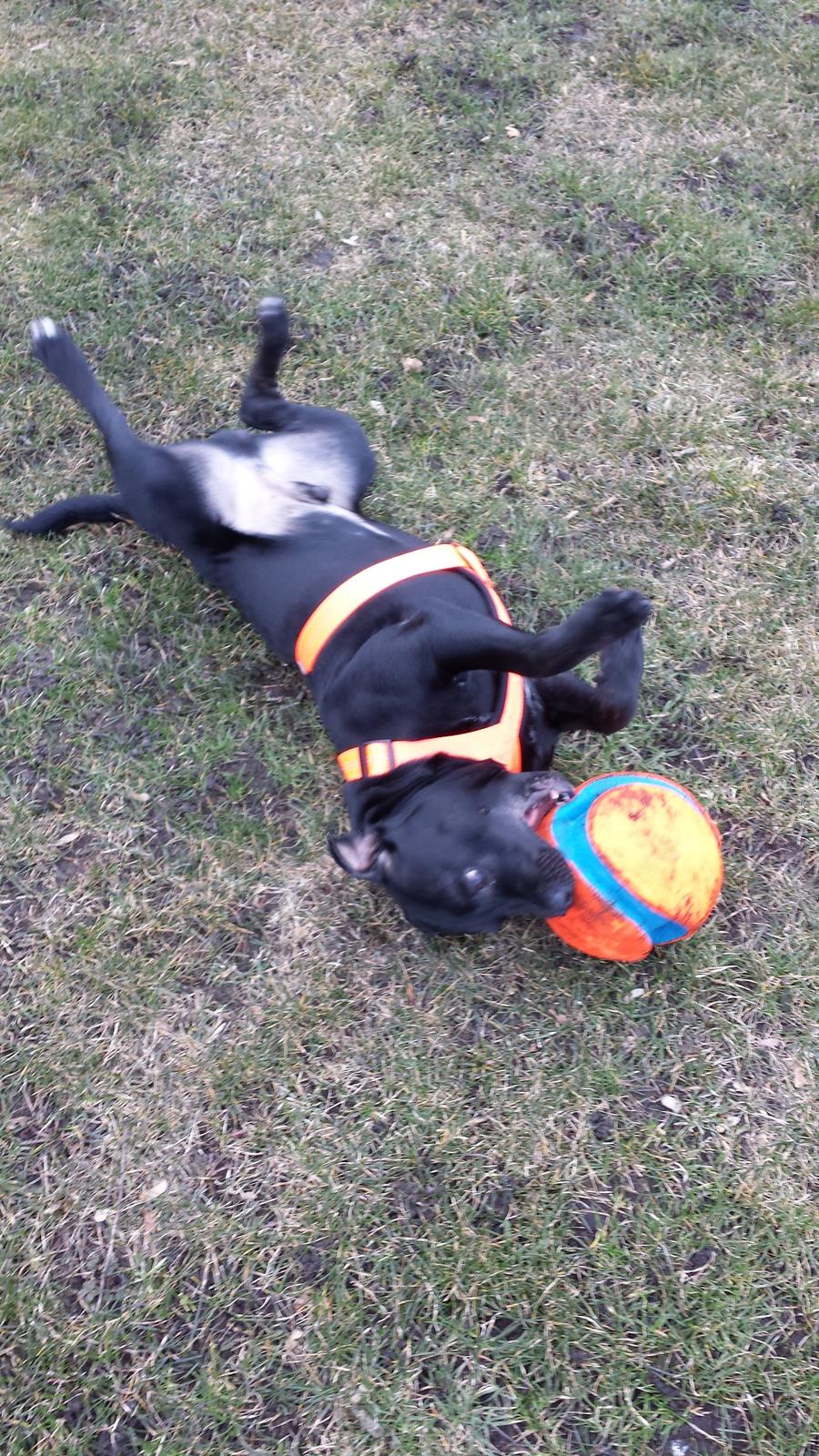 Staffordshire bull terrier Guinness billede 25