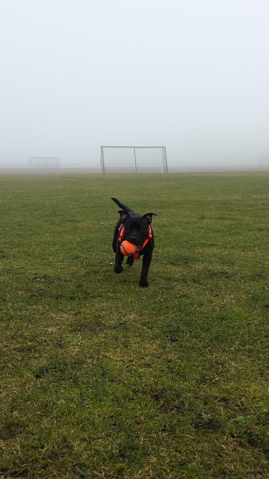 Staffordshire bull terrier Guinness billede 18