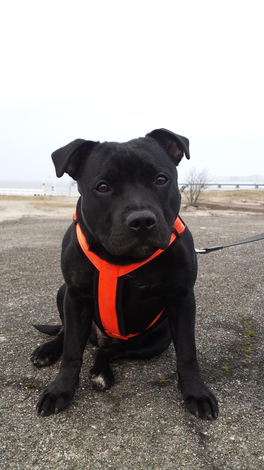 Staffordshire bull terrier Guinness billede 1