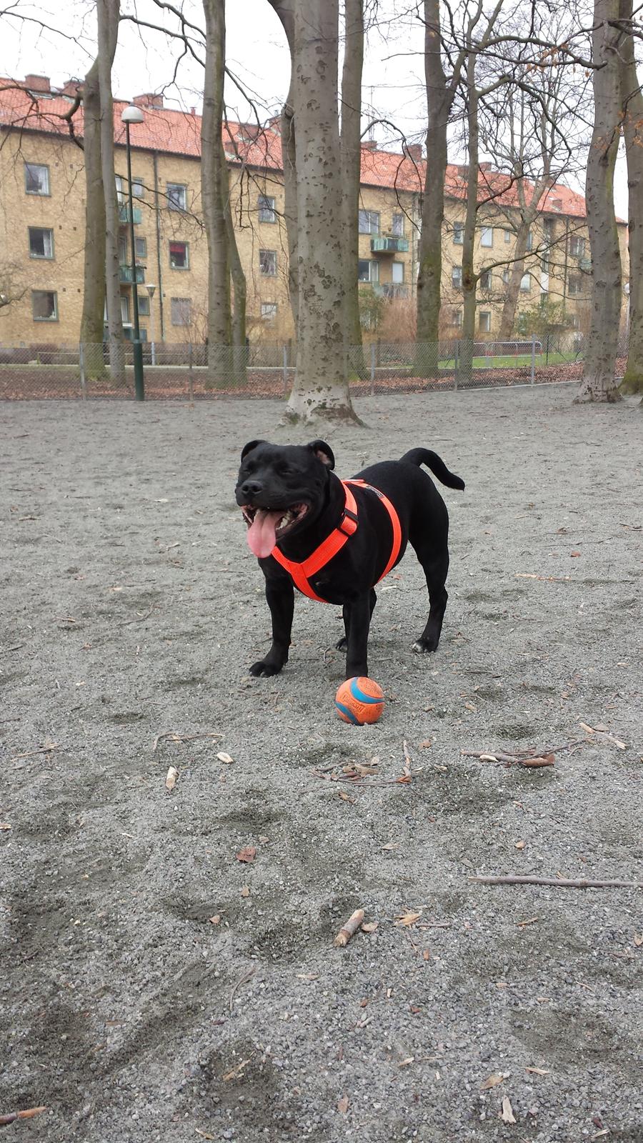 Staffordshire bull terrier Guinness billede 27