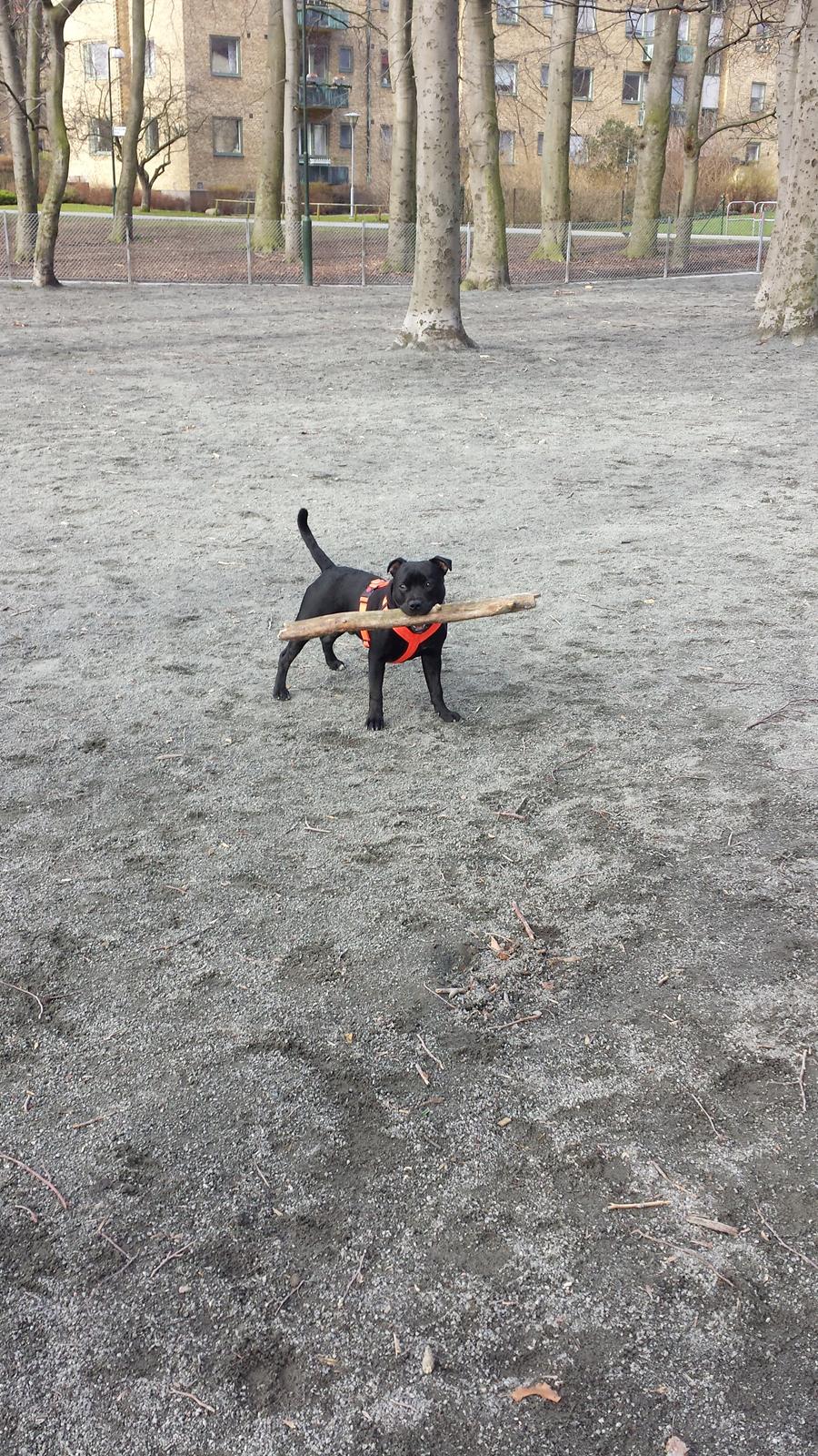 Staffordshire bull terrier Guinness billede 28