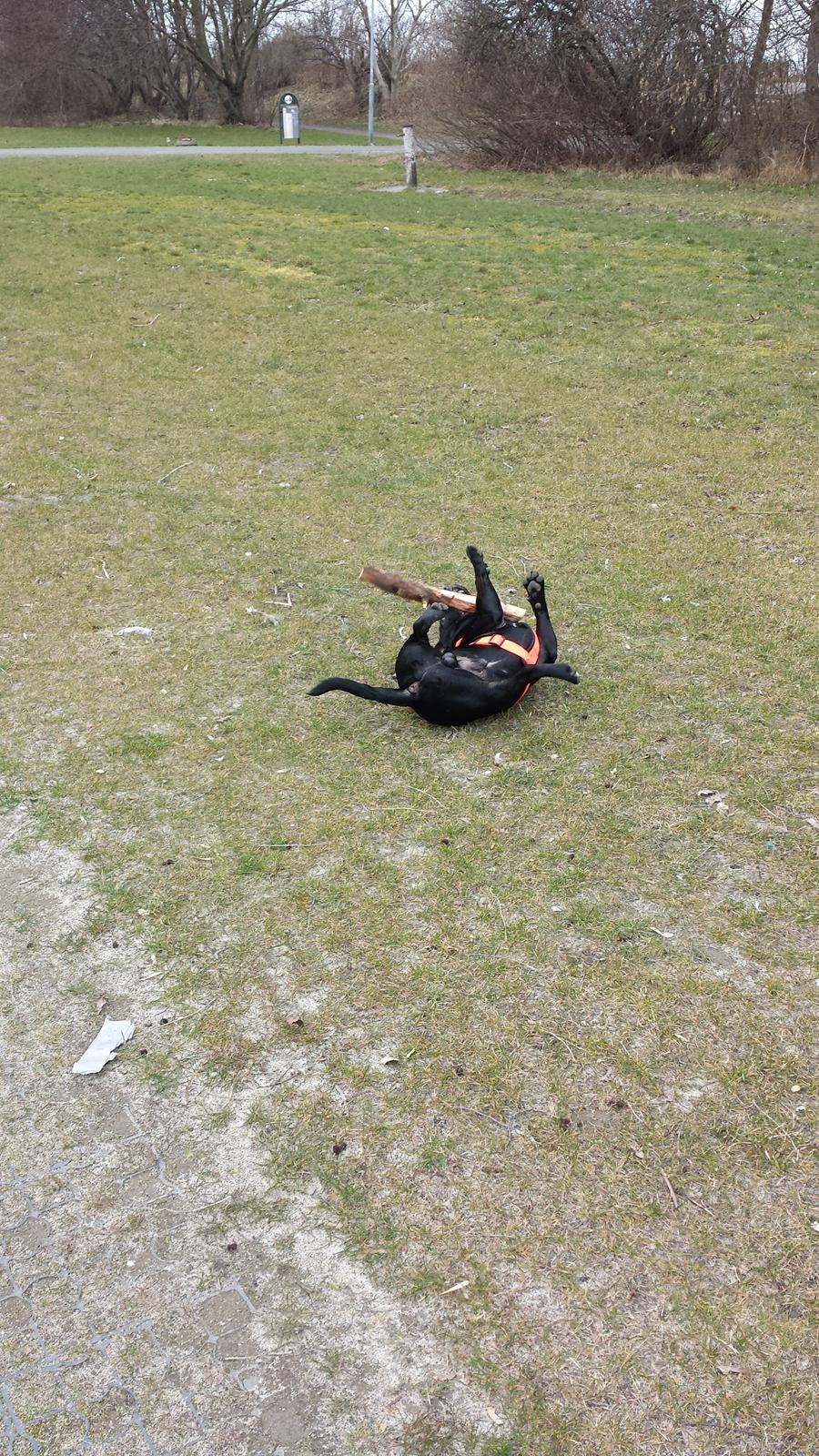 Staffordshire bull terrier Guinness billede 29