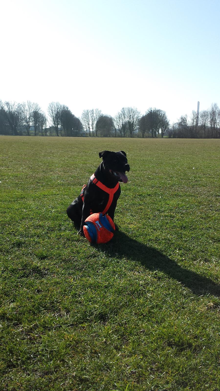 Staffordshire bull terrier Guinness billede 30