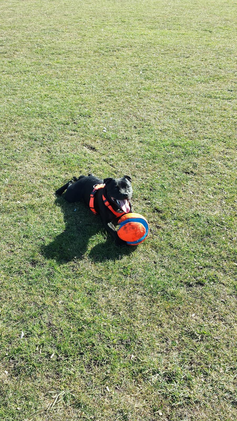 Staffordshire bull terrier Guinness billede 31