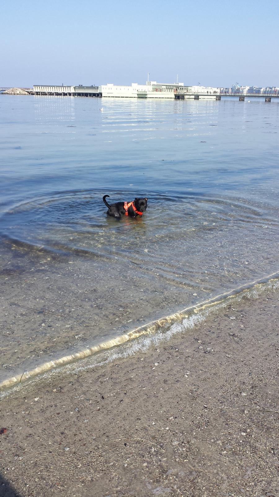 Staffordshire bull terrier Guinness billede 32