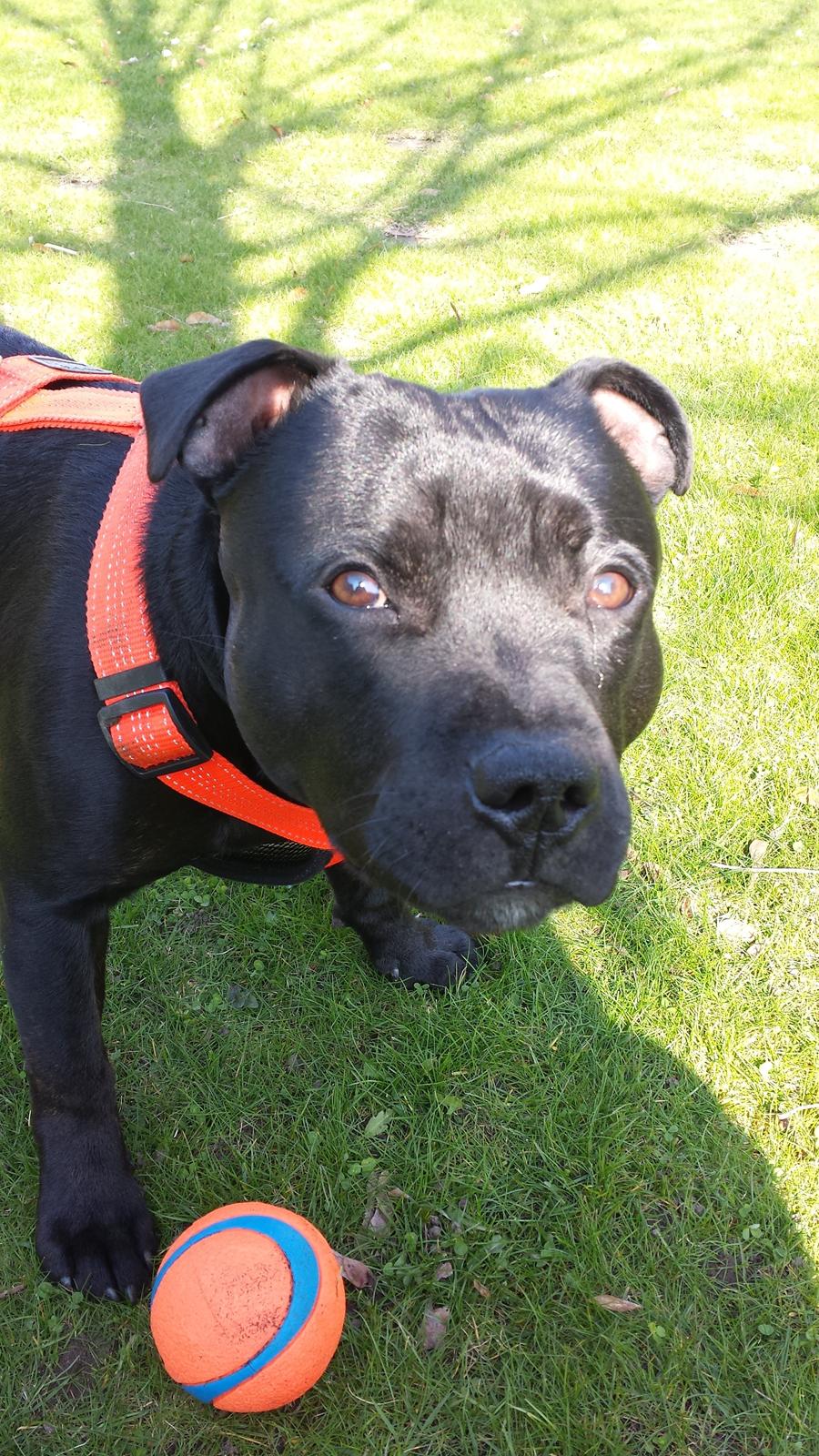 Staffordshire bull terrier Guinness billede 33