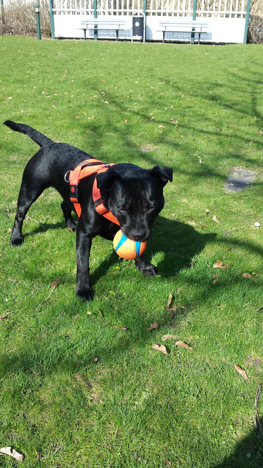 Staffordshire bull terrier Guinness billede 34