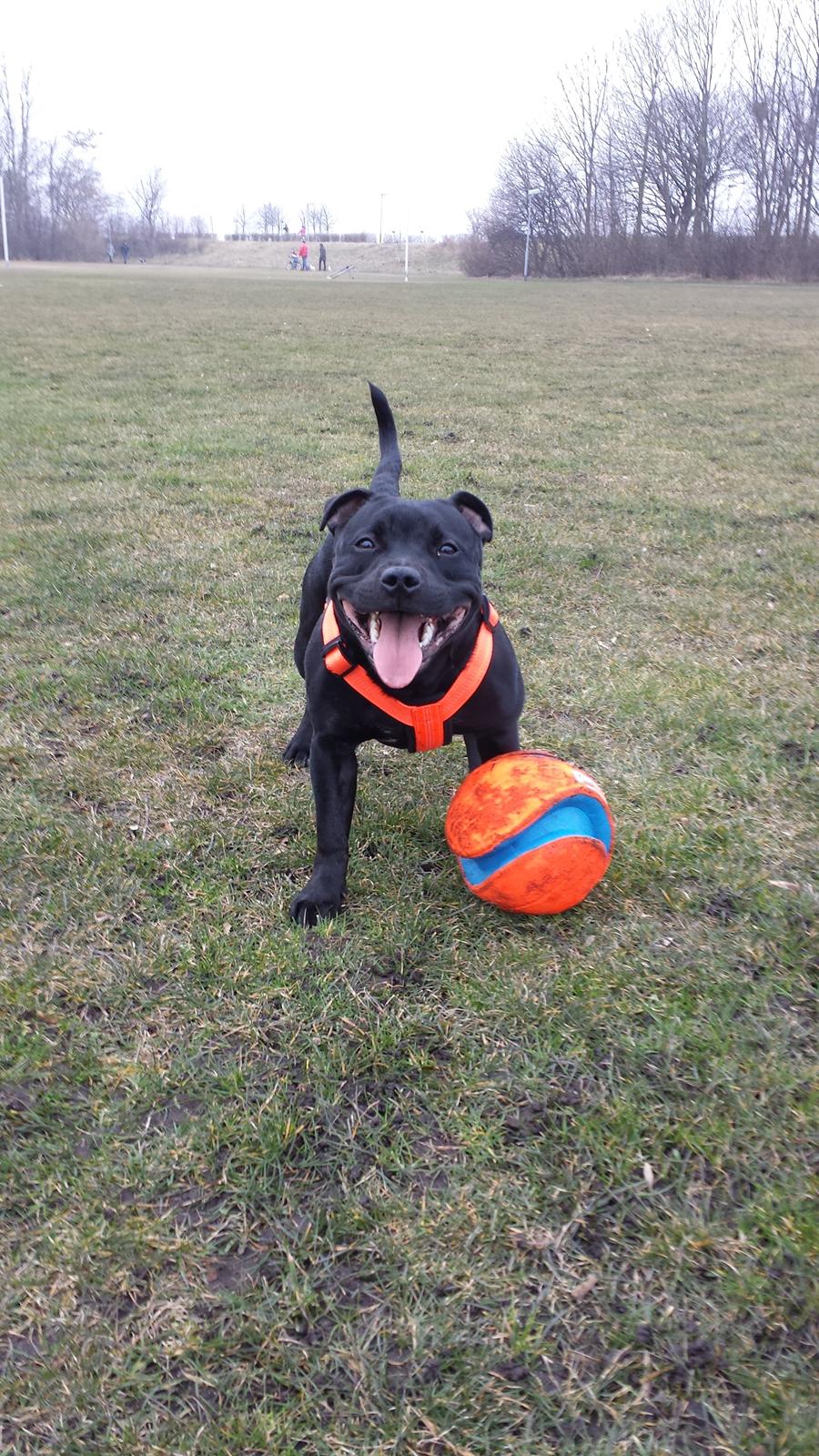 Staffordshire bull terrier Guinness billede 26