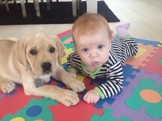 Labrador retriever Cocio - Halfdan's blue mama vodka billede 2