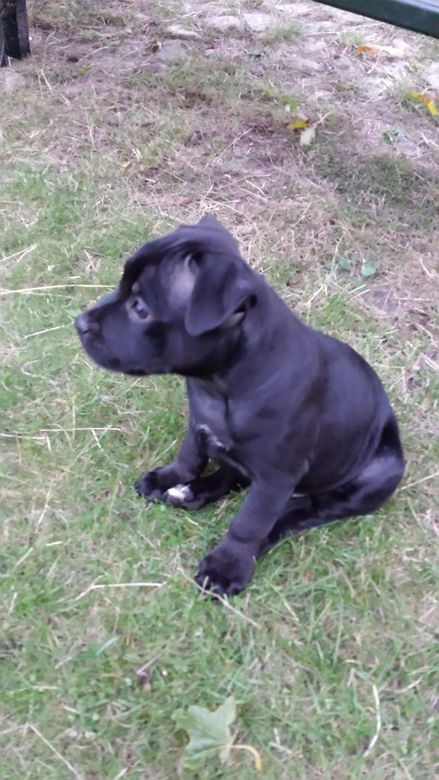Staffordshire bull terrier Guinness billede 3