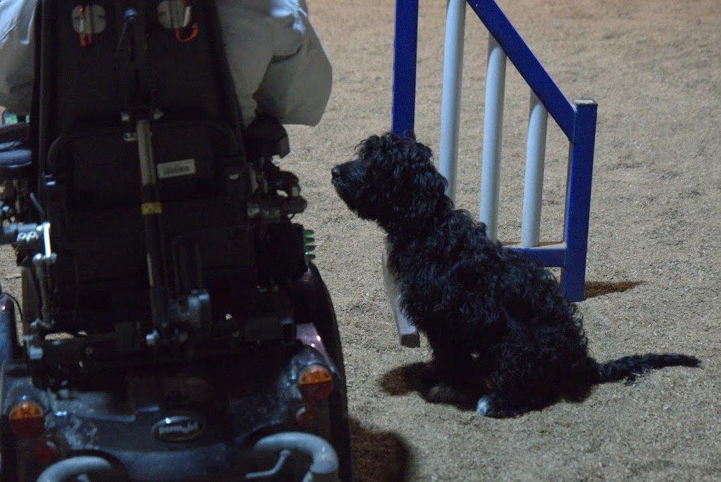 Blanding af racer Vix - kontakt øvelse billede 14