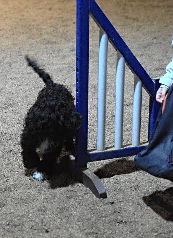 Blanding af racer Vix - Vix 5 månder han er vild med omkring øvelsen billede 12