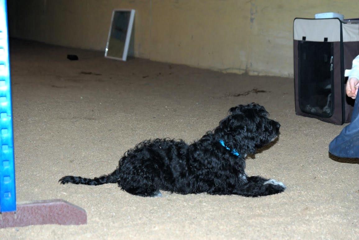 Blanding af racer Vix - Han er også ved at være god til at blive liggene i dæk når jeg køre væk fra ham. billede 13