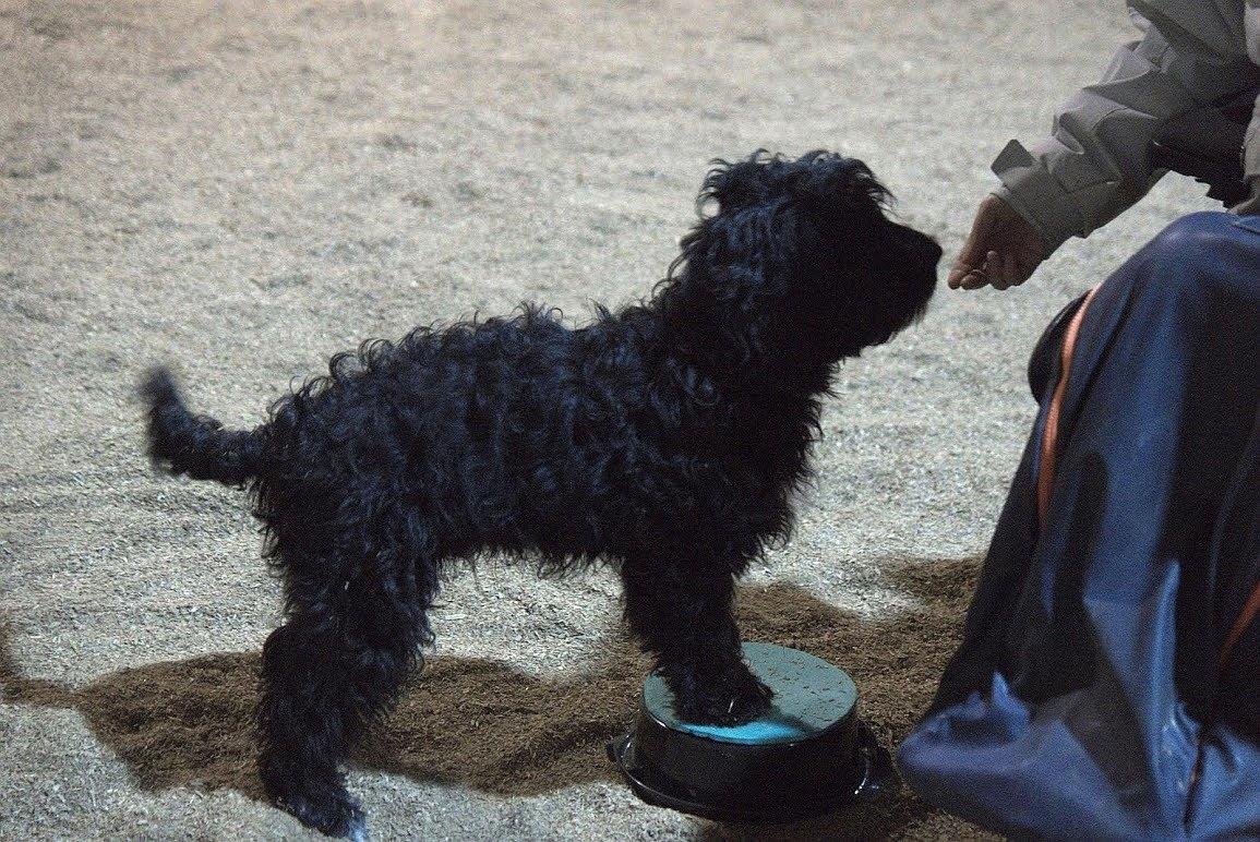 Blanding af racer Vix - Elefant, det er hans ynglings øvelse for tiden billede 15