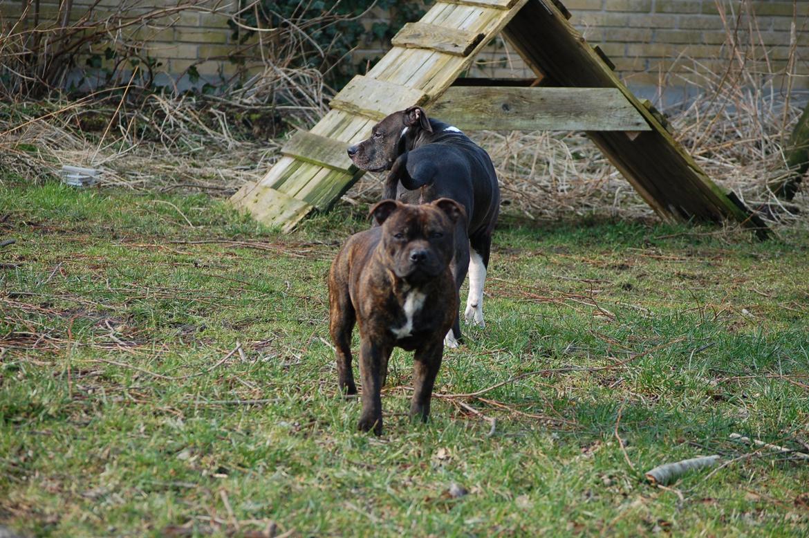 Staffordshire bull terrier Carbo billede 1