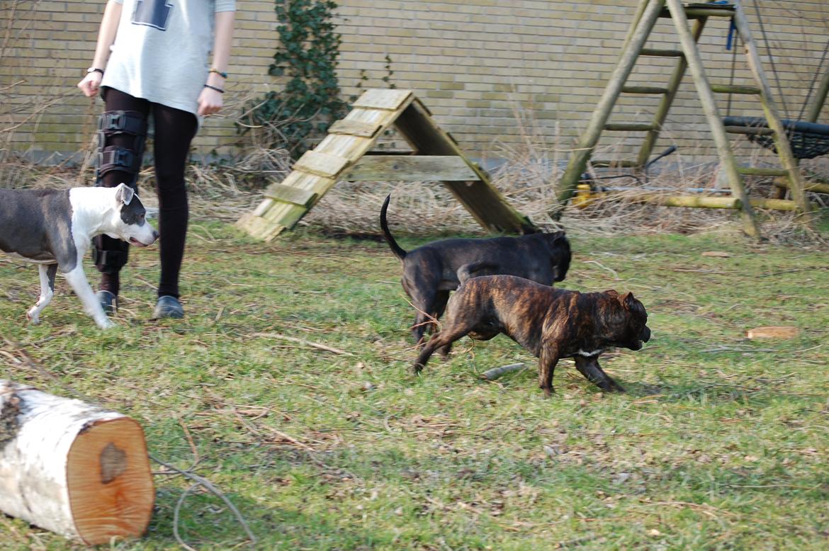 Staffordshire bull terrier Carbo billede 2