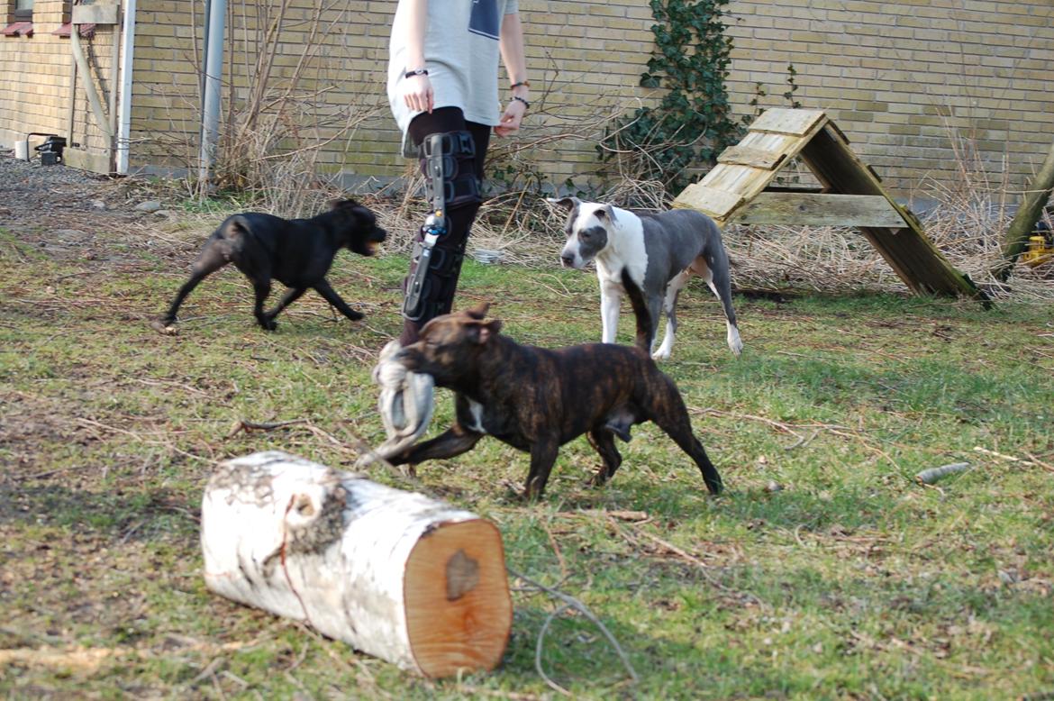 Staffordshire bull terrier Carbo billede 3