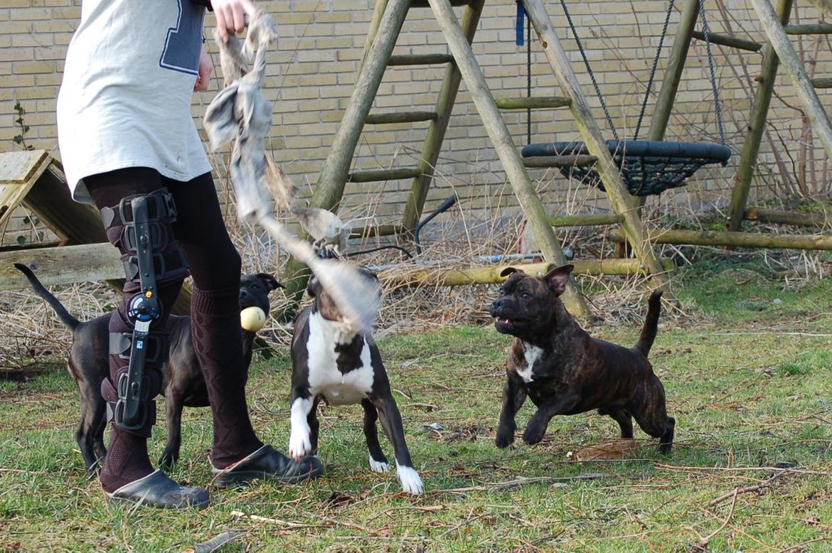 Staffordshire bull terrier Carbo billede 4