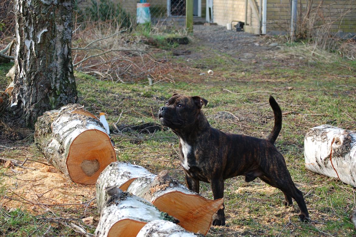 Staffordshire bull terrier Carbo billede 5