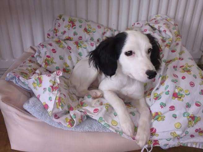 Blanding af racer Milla billede 7