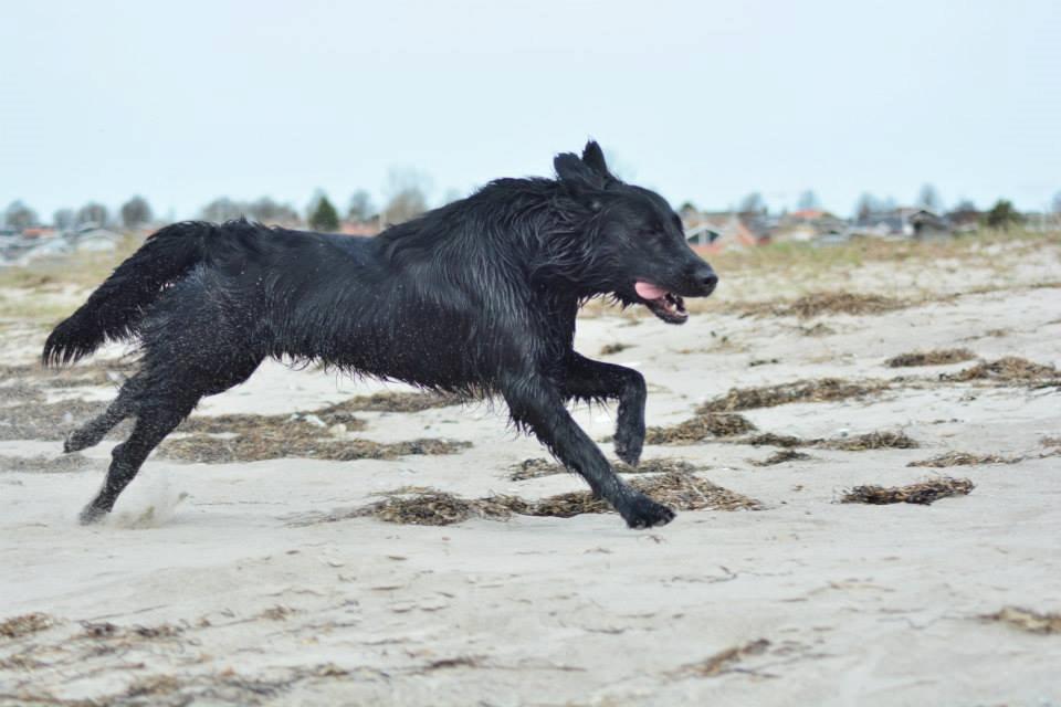 Flat coated retriever Bailey billede 6