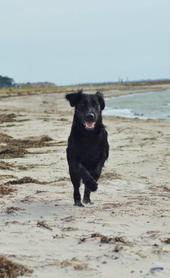 Flat coated retriever Bailey billede 7