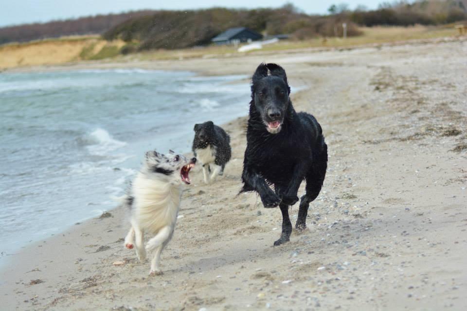 Flat coated retriever Bailey billede 10