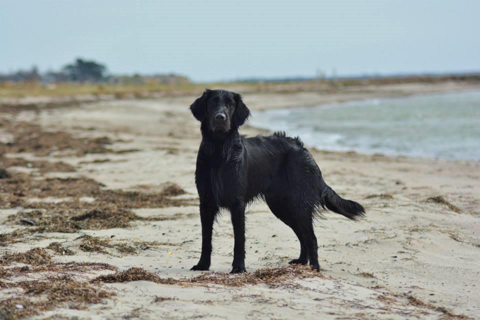 Flat coated retriever Bailey billede 4