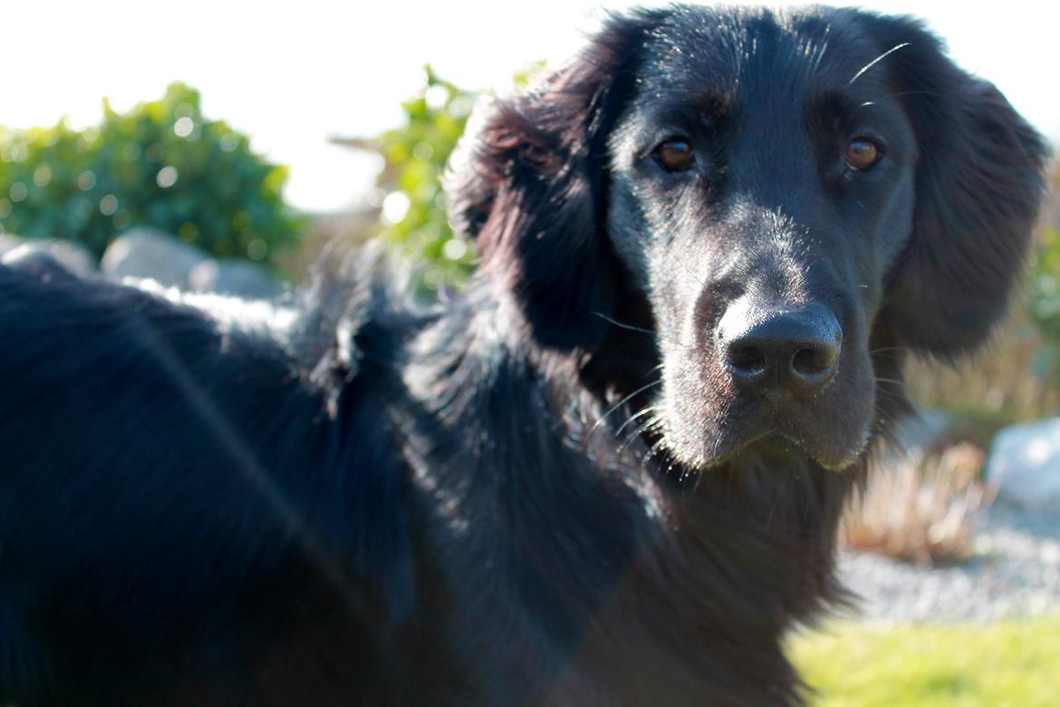 Flat coated retriever Bailey - 1 år  billede 2