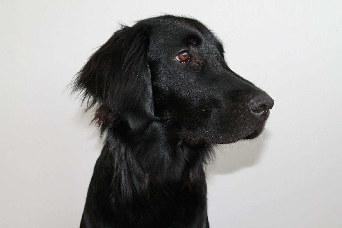 Flat coated retriever Bailey billede 8